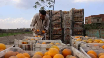 تظهر تحفظاً أكبر في استيراد المنتجات الزراعية المصرية.webp