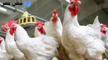 غير متوقع سعر الفراخ البيضاء اليوم الخميس 2 أكتوبر