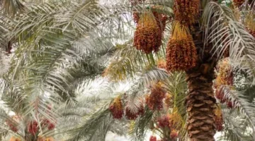 للإفتاء تقيم ندوة حول زكاة التمور في أبوظبي.webp