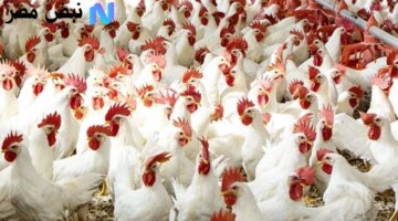 مبكر سعر الفراخ البيضاء اليوم يكسر التوقعات