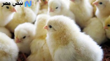 مفاجئة سعر الكتكوت الابيض اليوم في الأسواق يصدم المزارعين