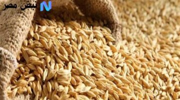 طن الأرز الشعير اليوم يربك الأسواق أسعار العريض والرفيع