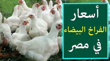 سيكلفك طبق اليوم؟ اكتشف الآن آخر تحديث لـ سعر.webp