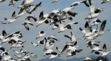 البيئة تطلق حملة لحماية الطيور migratory من الصيد غير.webp