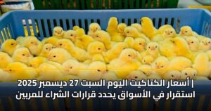 أسعار الكتاكيت اليوم السبت 27 ديسمبر 2025 | استقرار في الأسواق يحدد قرارات الشراء للمربين