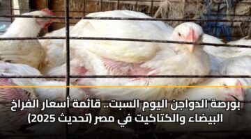 bwrsh aldwajn alywm alsbt. qamh asaar alfrakh albydaa walktakyt fy msr thdyth 2025