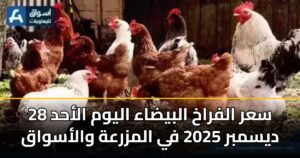 سعر الفراخ البيضاء اليوم الأحد 28 ديسمبر 2025 في المزرعة والأسواق