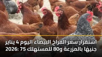 astqrar sar alfrakh albydaa alywm 4 ynayr 2026 75 jnyha balmzrah w80 llmsthlk